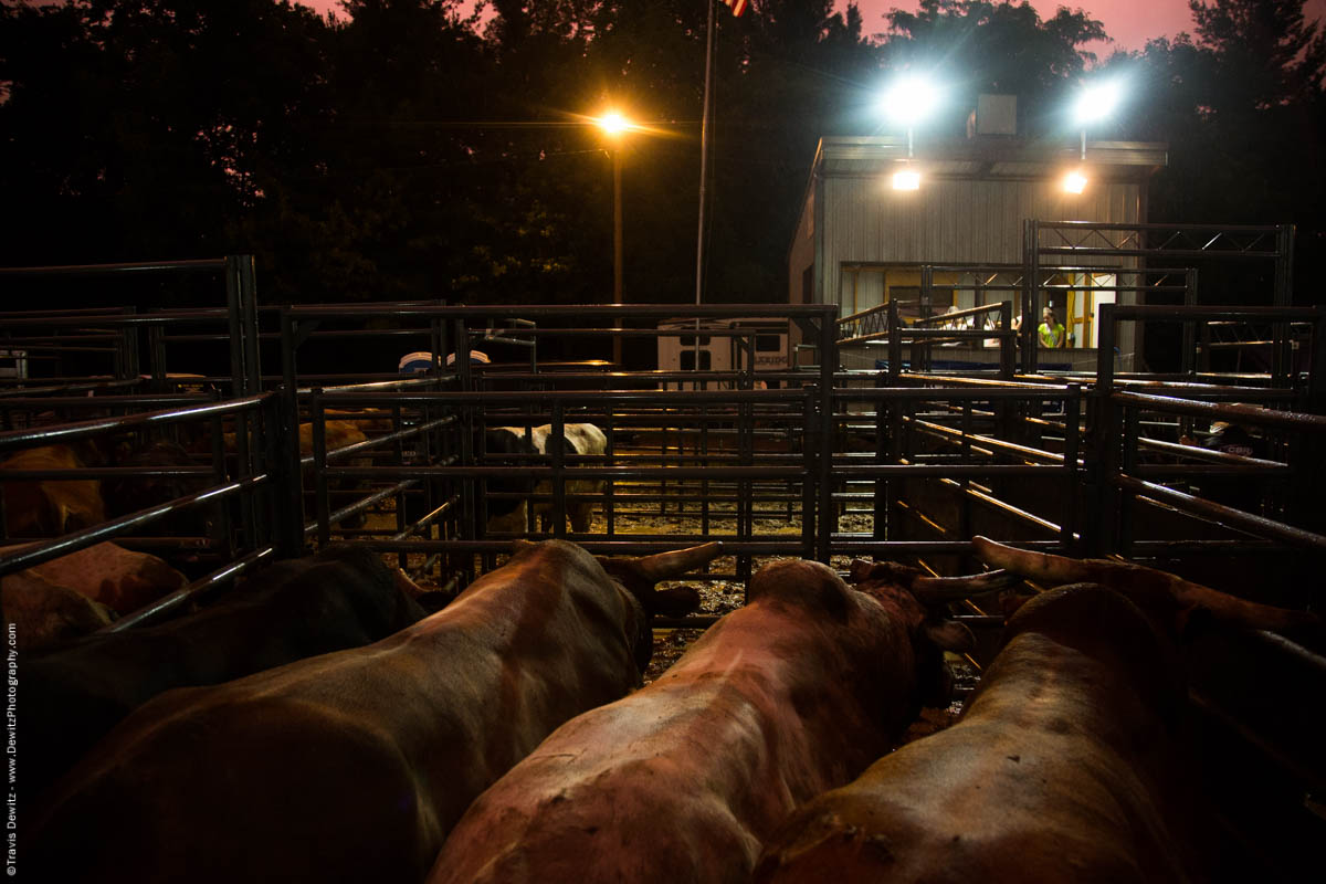 bulls-in-back-pens-watch-announcers-booth-rodeo-night-5140