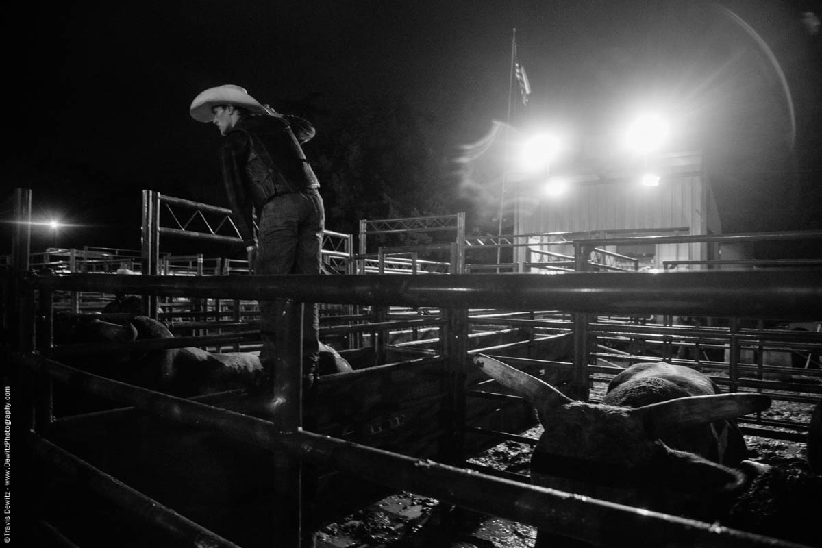 cowboy-directs-bulls-night-rodeo-5301