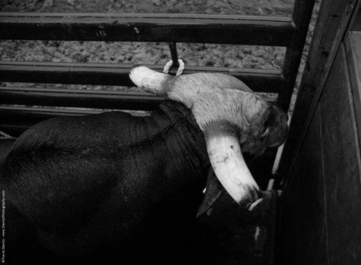 looking-down-on-riding-bull-in-chute-4601