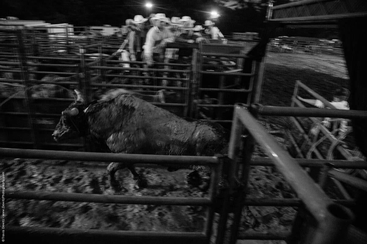 rodeo-bull-runs-into-pens-5162